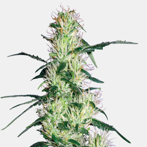 Sensi White Label - Purple Haze